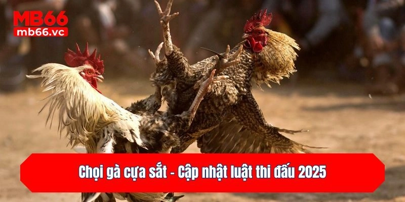 Chọi gà cựa sắt - Cập nhật luật thi đấu 2025