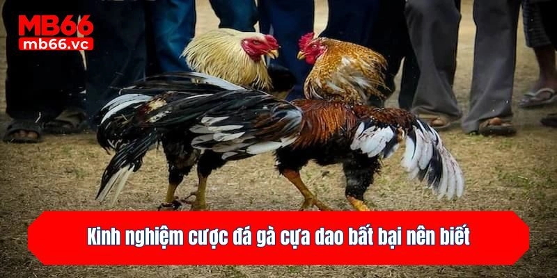 Kinh nghiệm cược đá gà cựa dao bất bại nên biết
