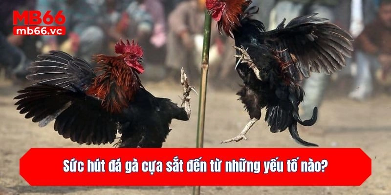 Sức hút đá gà cựa sắt đến từ những yếu tố nào?